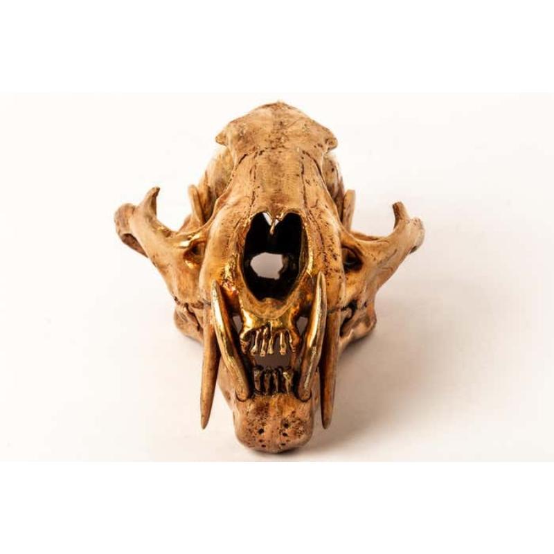 Leopard Skull (AM) For Sale 1