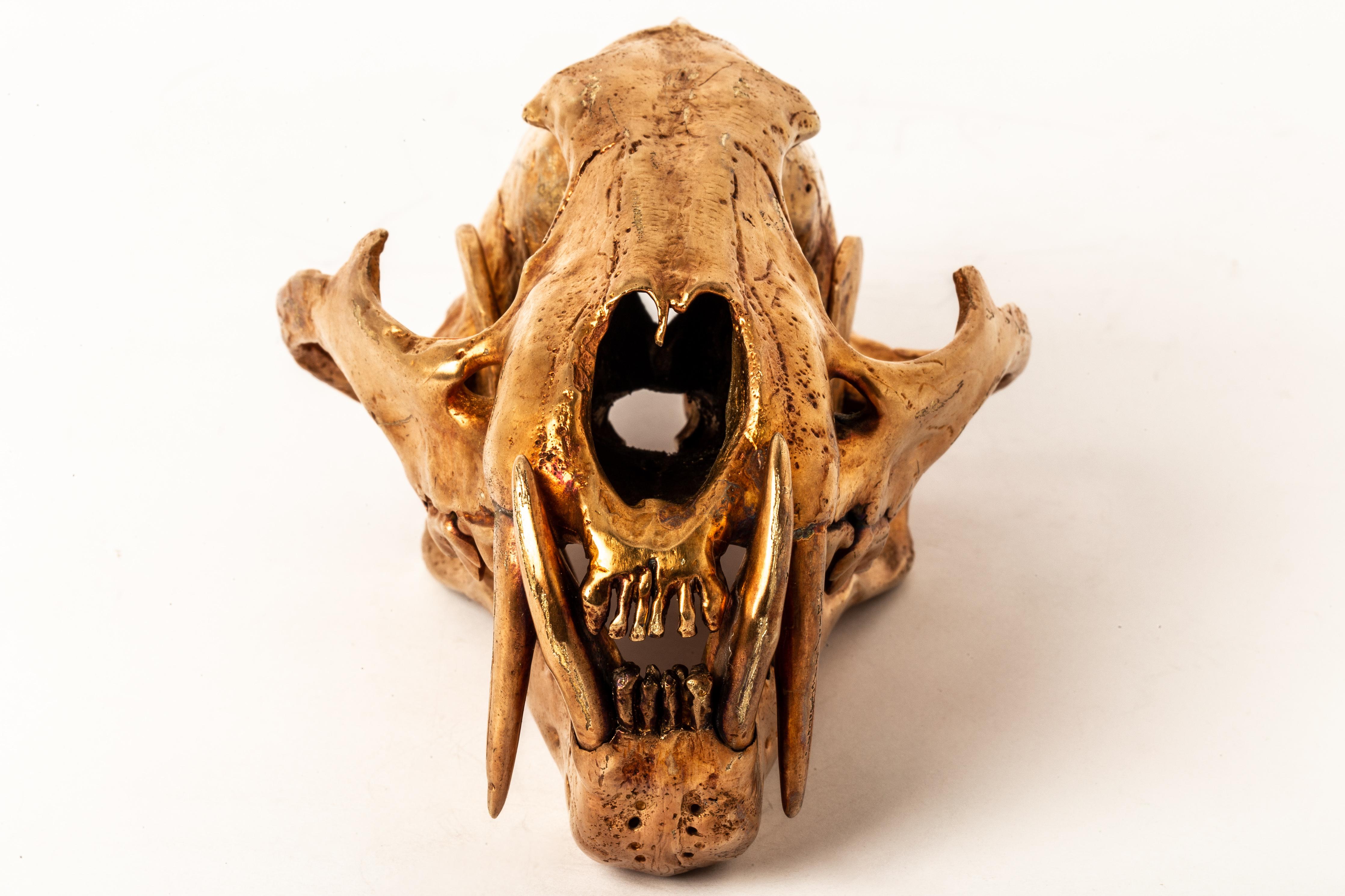 tiger skull for sale