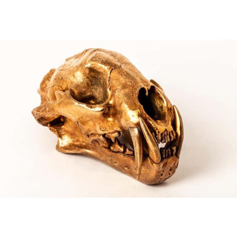 Leopard Skull (AM) For Sale 2