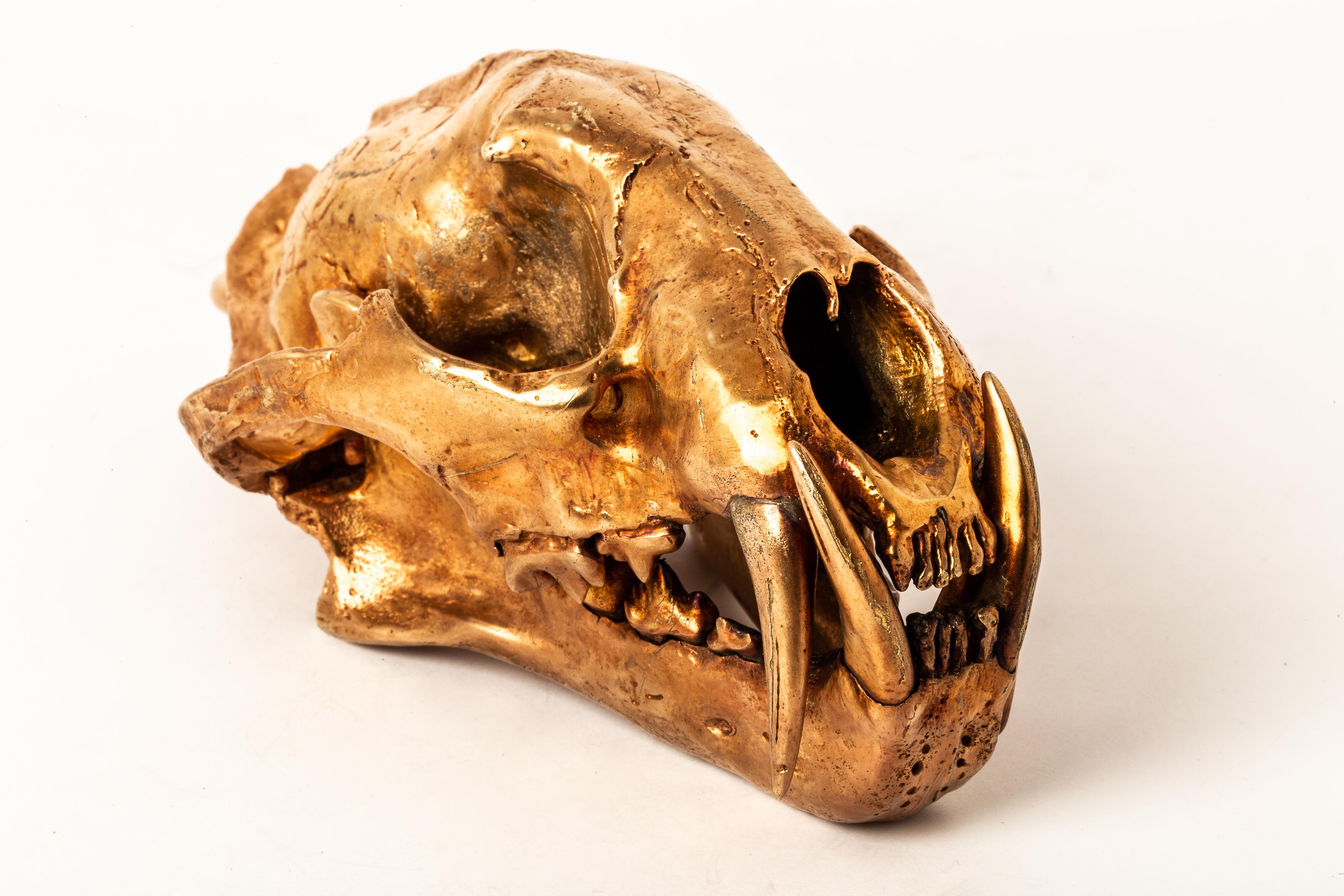Leopard Skull (AM) In New Condition For Sale In PARIS, FR