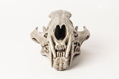 Leopard Skull (AS)