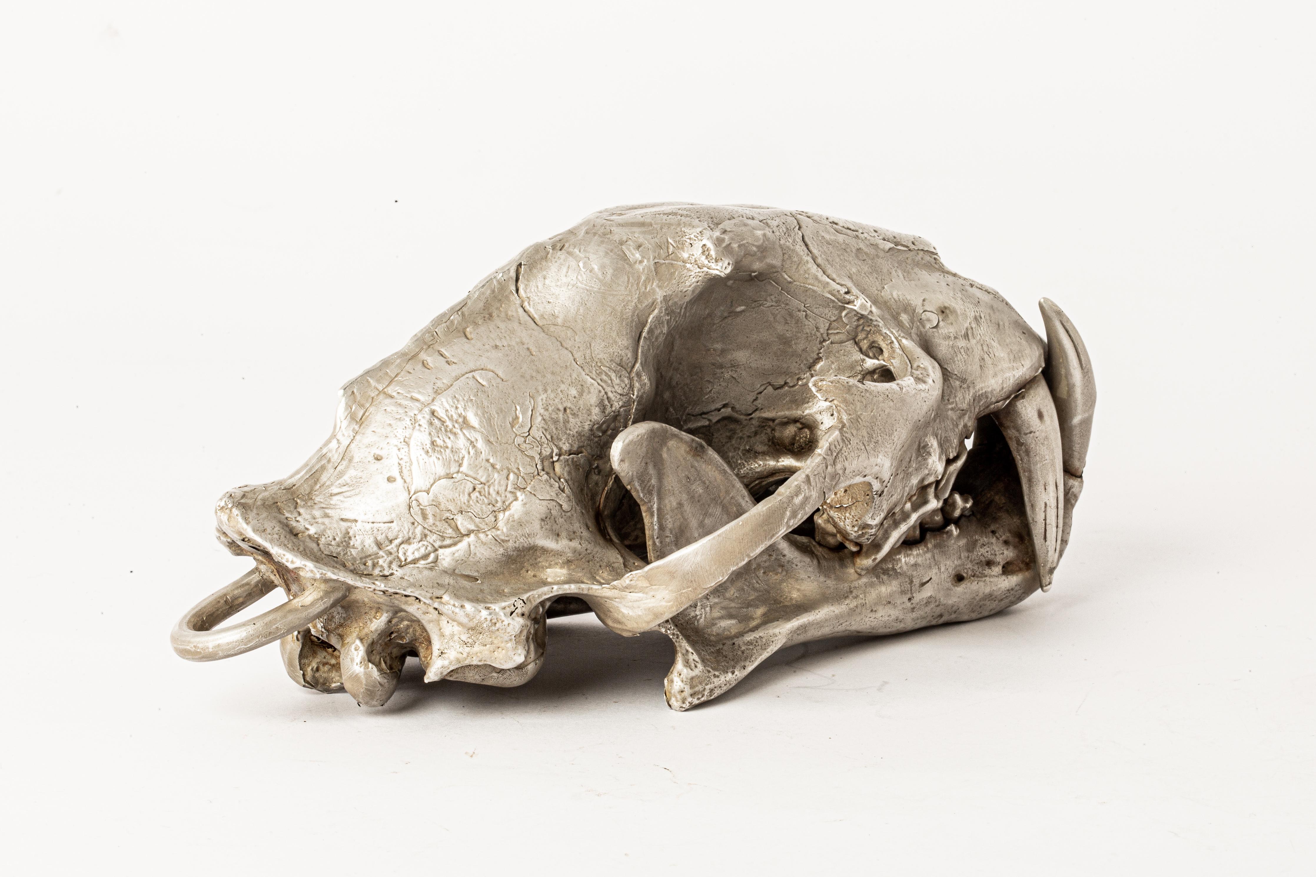 leopard skull for sale