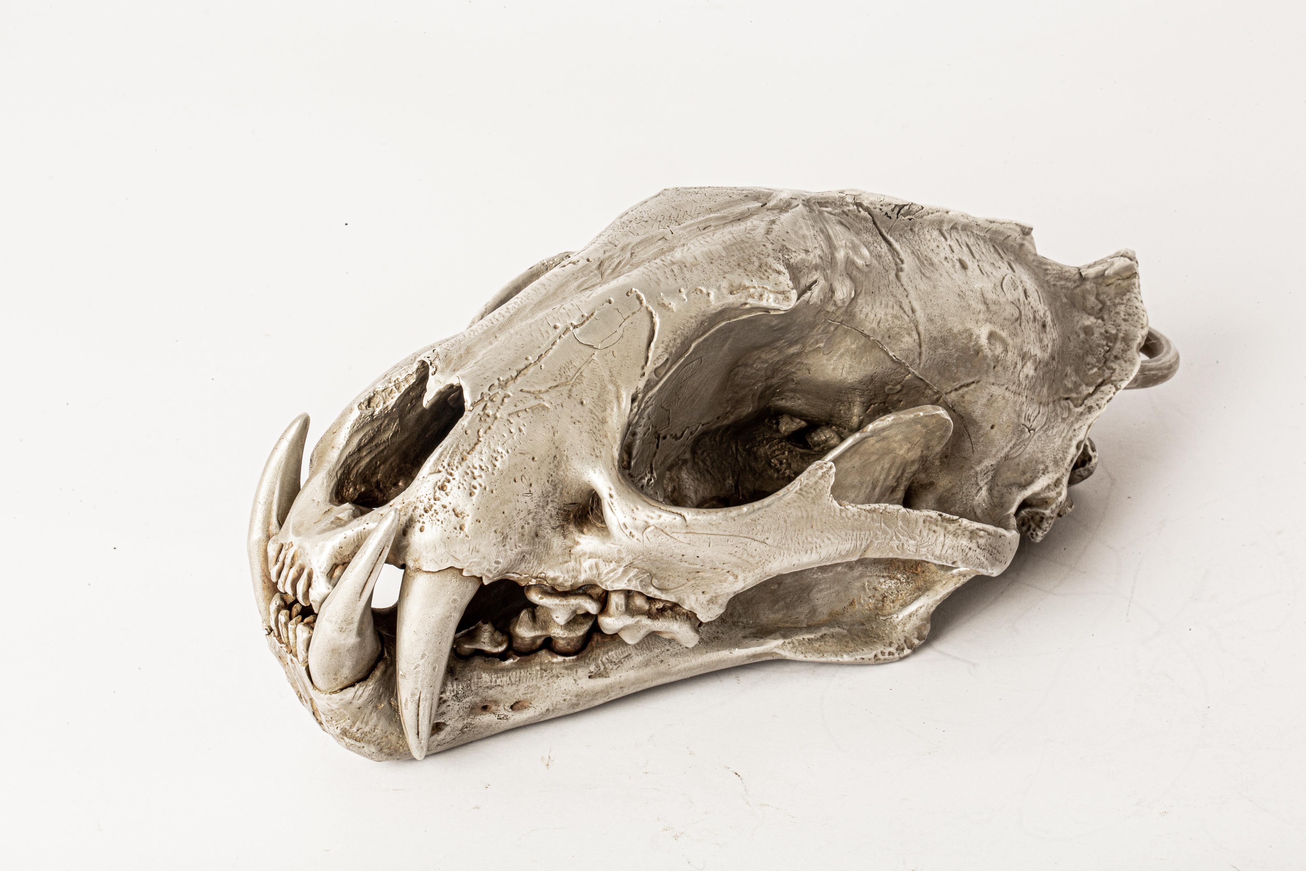 Leopard Skull (AS) For Sale 3