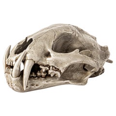 crâne de léopard (AS)