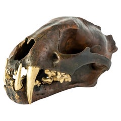 Used Leopard Skull (DR+MR)