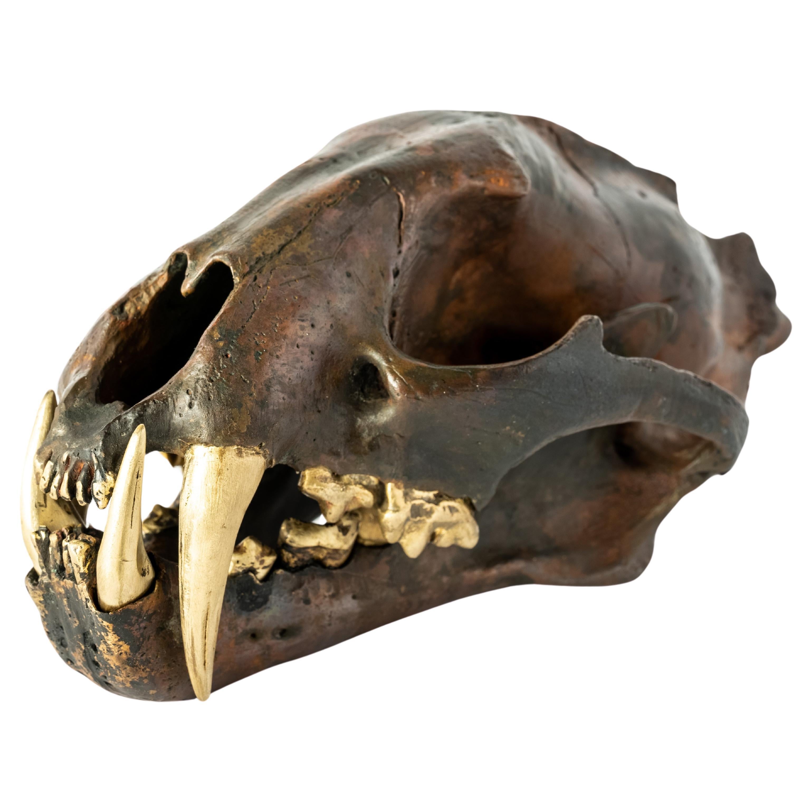 crâne de léopard (DR+MR)