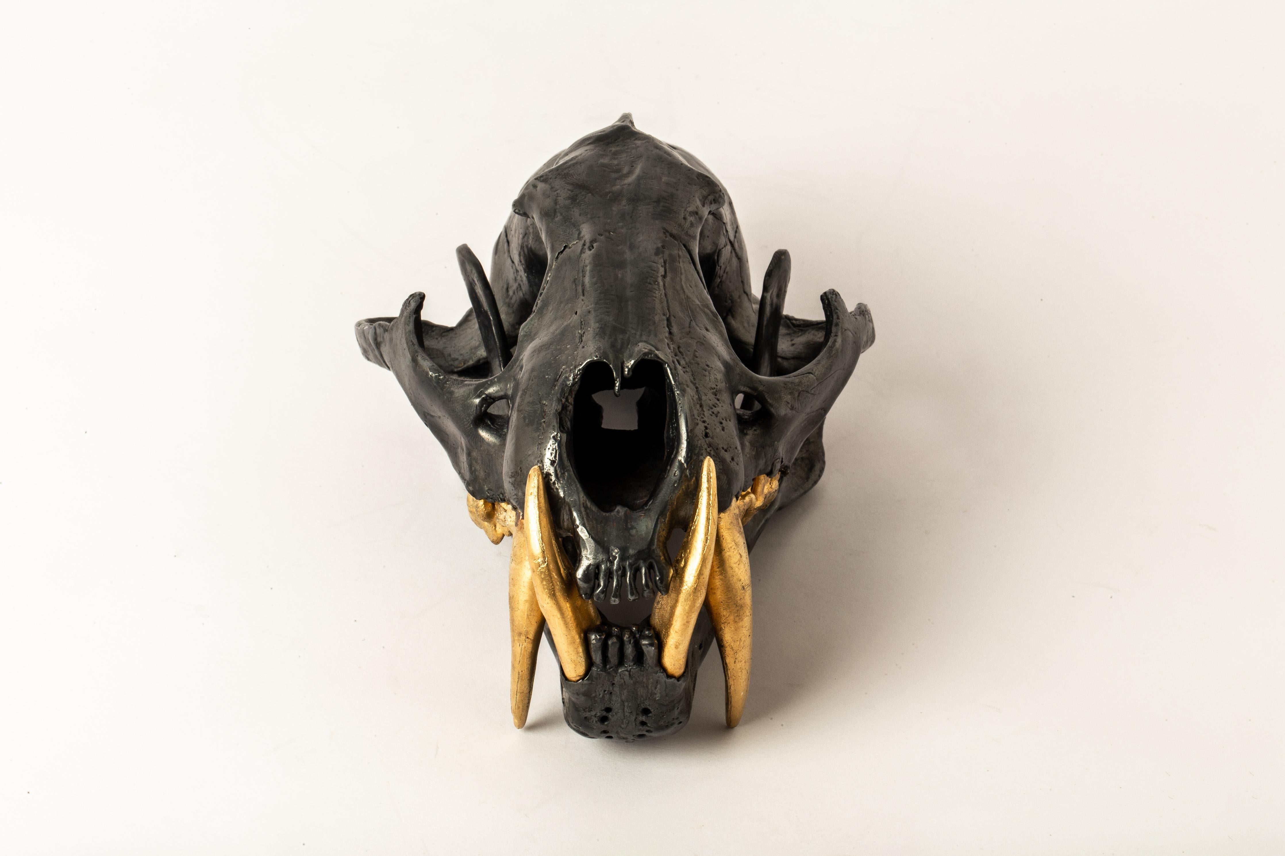 tiger skull front view