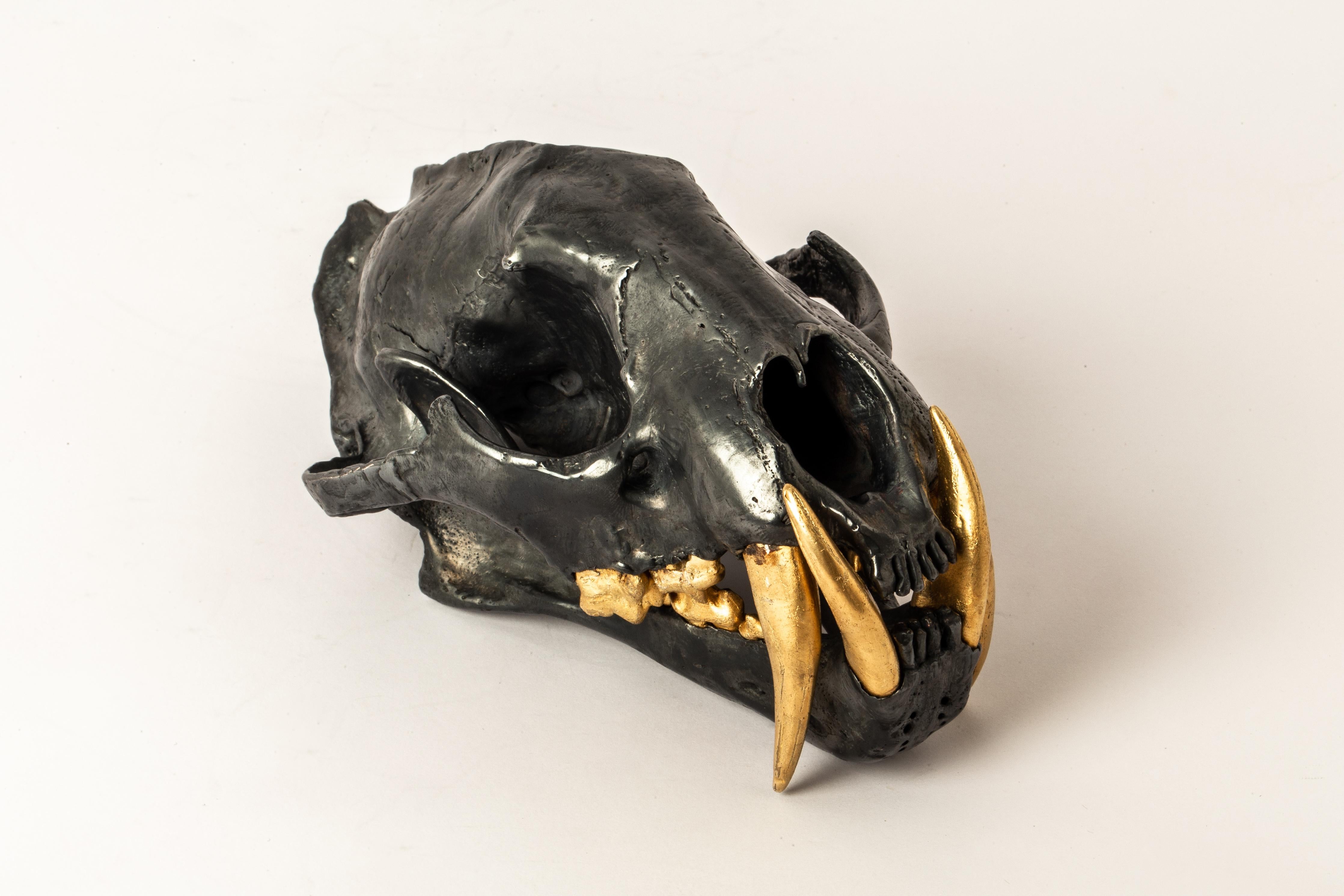 tiger skull front view