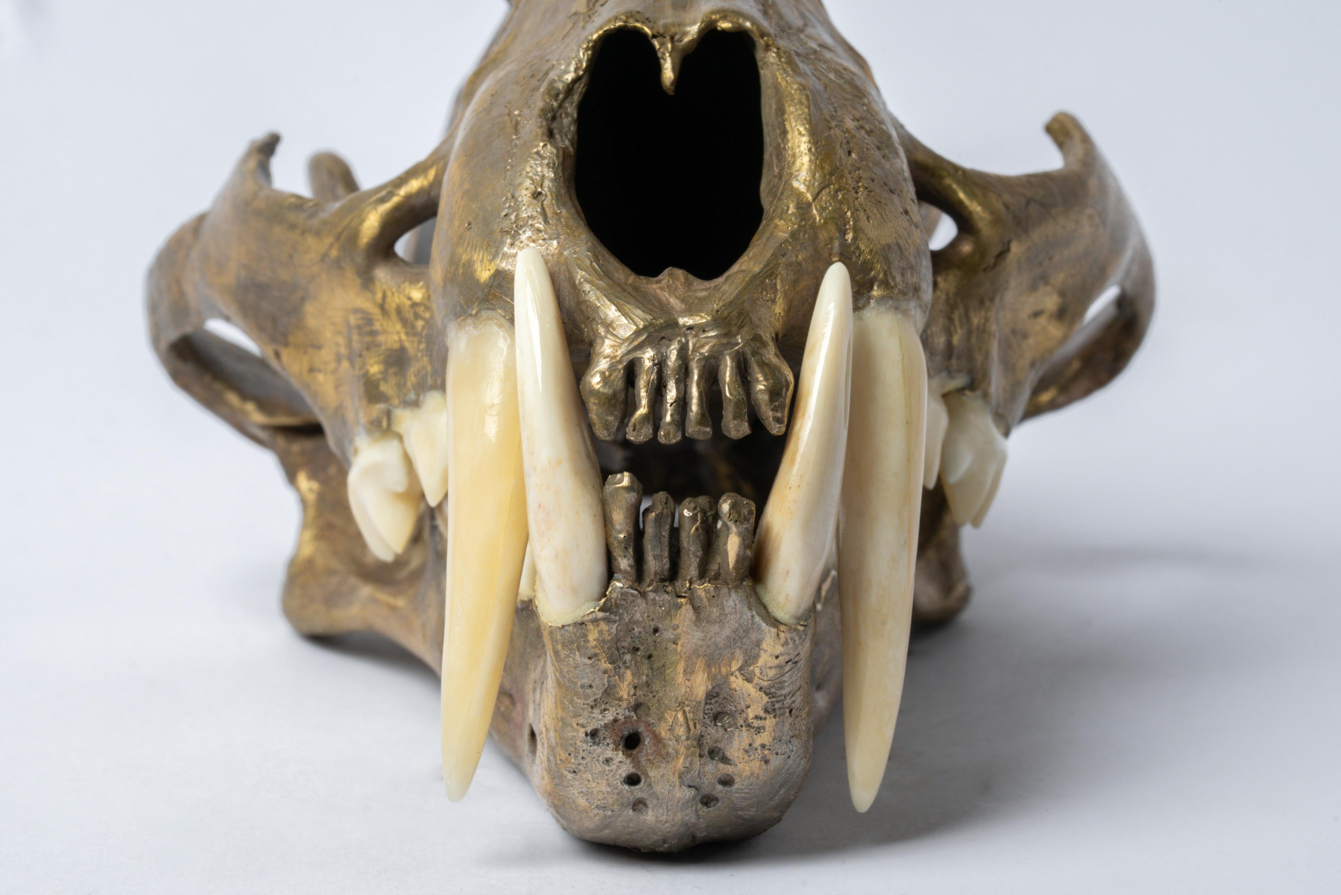 Leopard Skull (MR+B) In New Condition For Sale In Paris, FR
