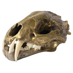 Used Leopard Skull (MR+B)