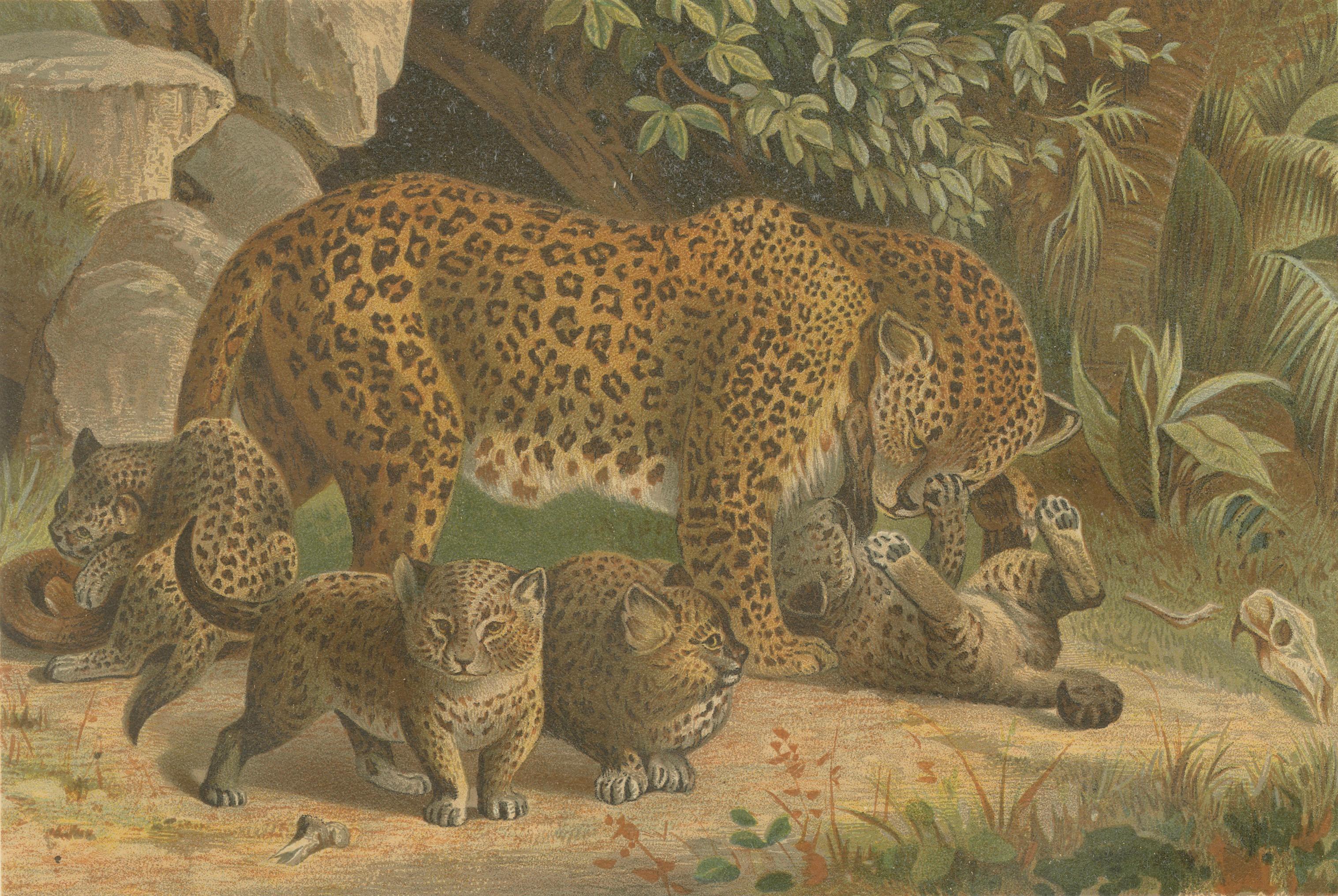 Leopards, Antique Big Cat Print, Victorian Natural History, 1894