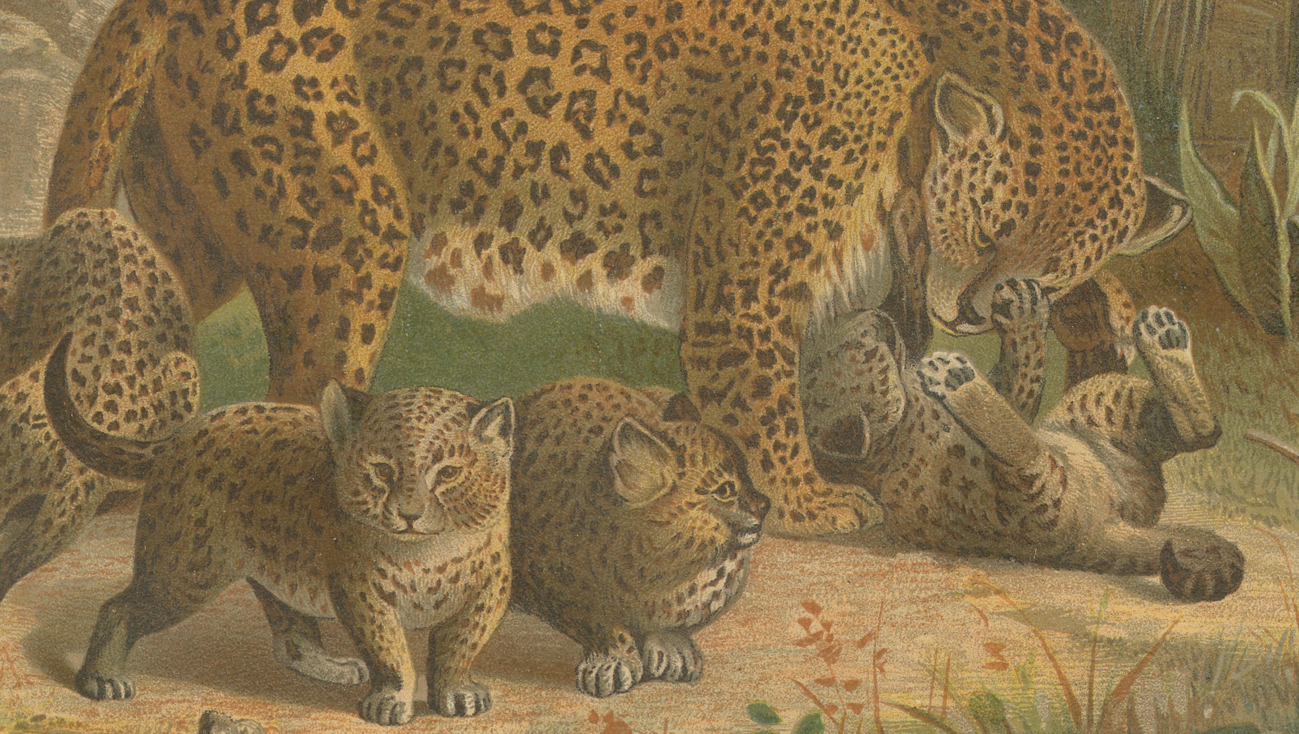 Leopards, Antique Big Cat Print, Victorian Natural History, 1894