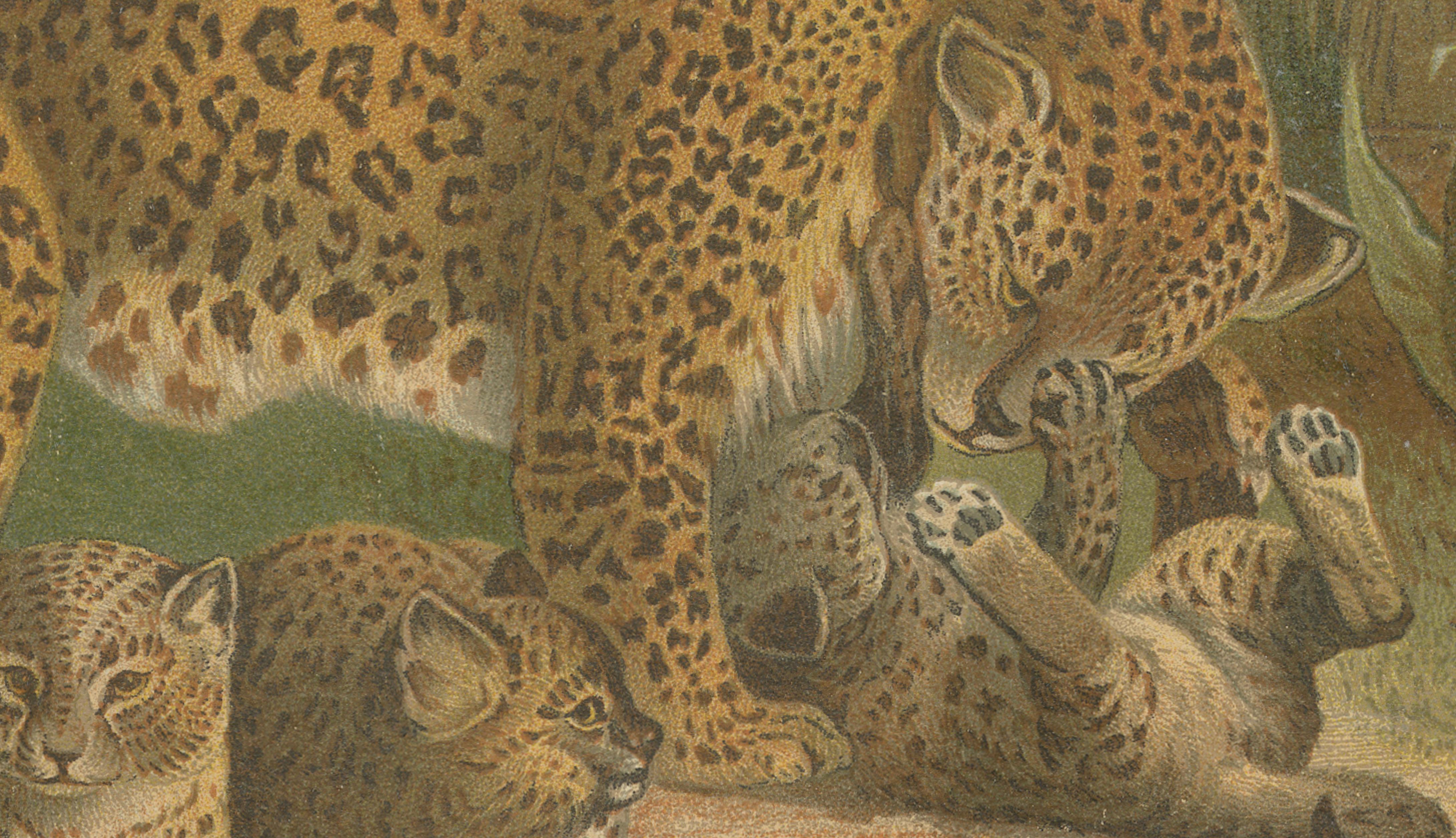 Leopards, Antique Big Cat Print, Victorian Natural History, 1894