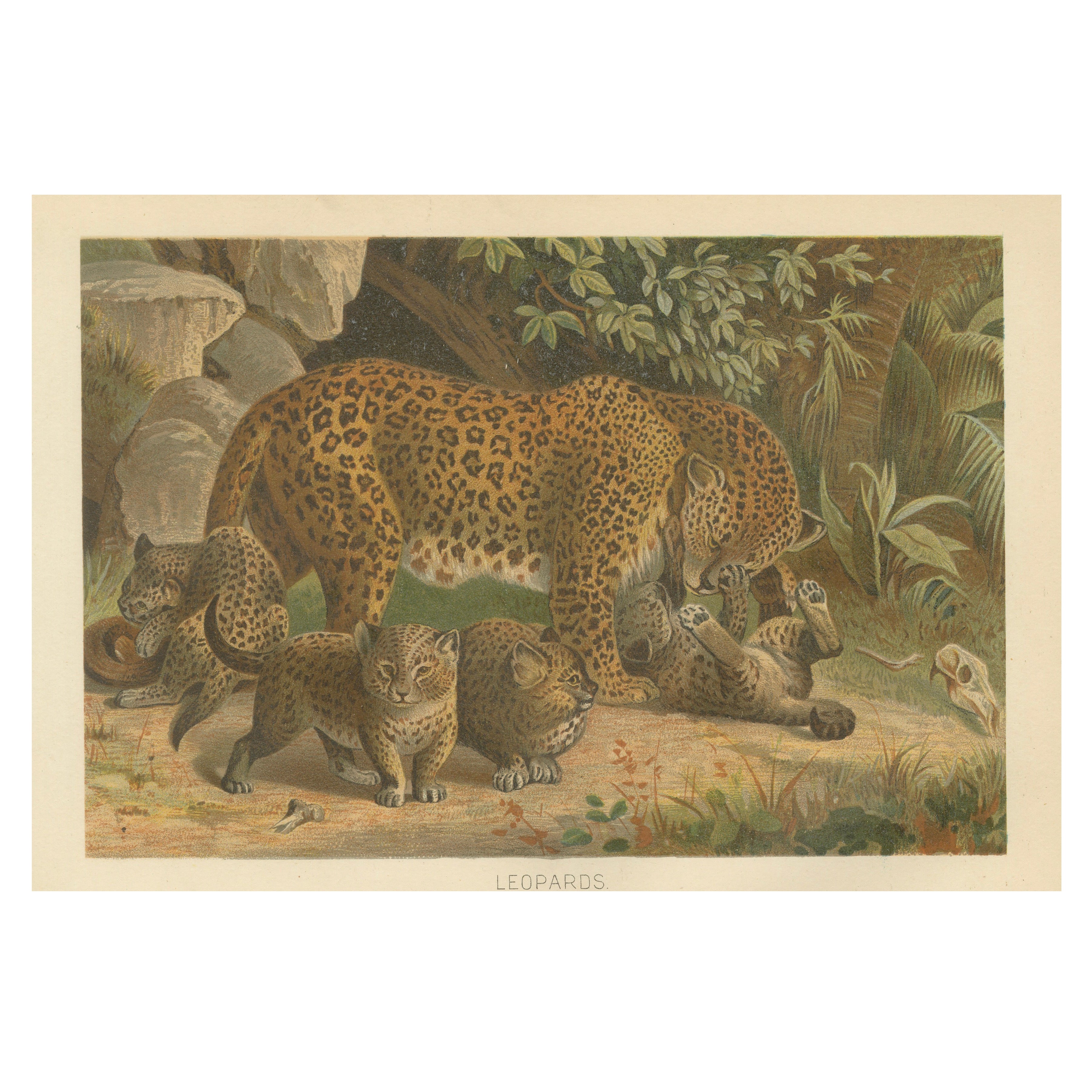 Leopards, Antique Big Cat Print, Victorian Natural History, 1894