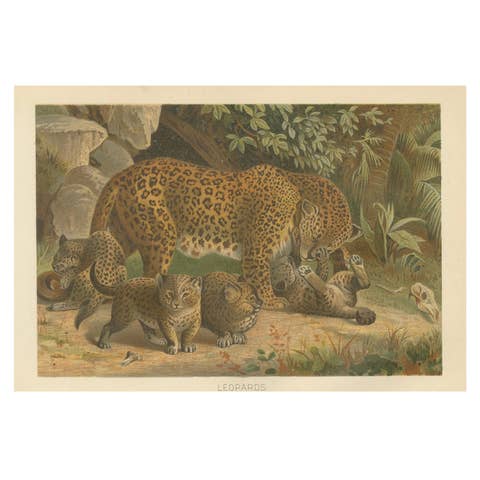 Leopards, Antique Big Cat Print, Victorian Natural History, 1894