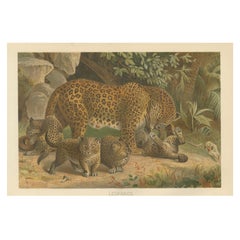 Leopards, Antique Big Cat Print, Victorian Natural History, 1894 Leopards, Antique Big Cat Print, Victorian Natural History, 1894