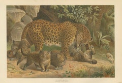 Leopards, Antique Big Cat Print, Victorian Natural History, 1894