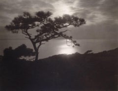 Antique Cliffside Tree