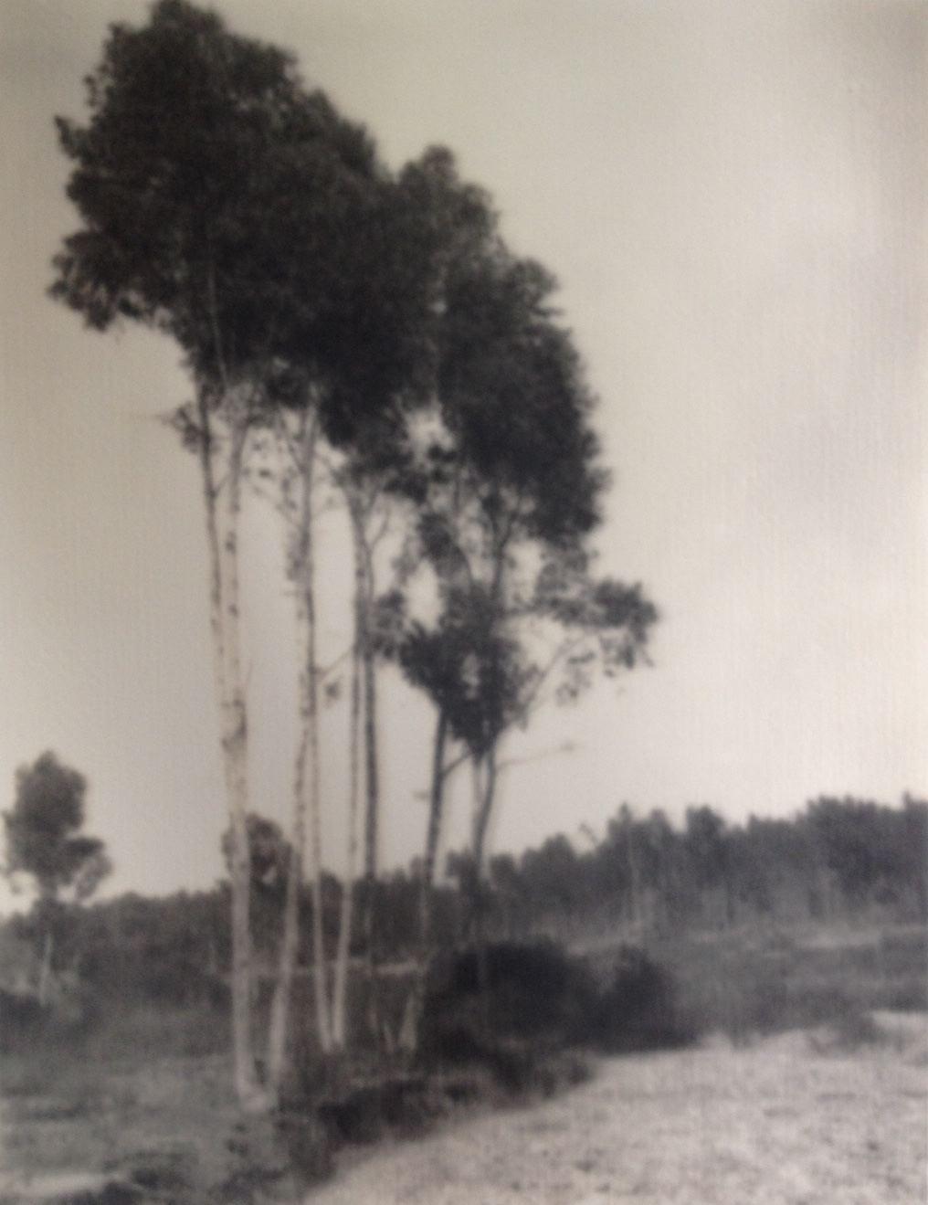 Leopold Hugo Black and White Photograph - Trees