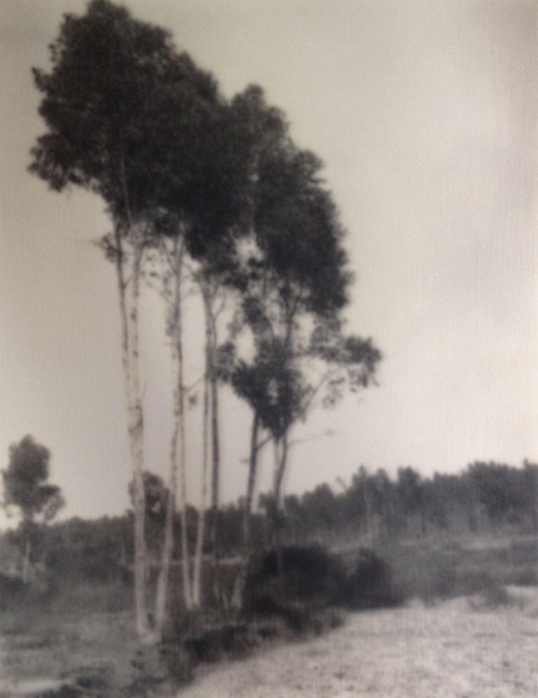 Leopold Hugo - Trees For Sale at 1stDibs