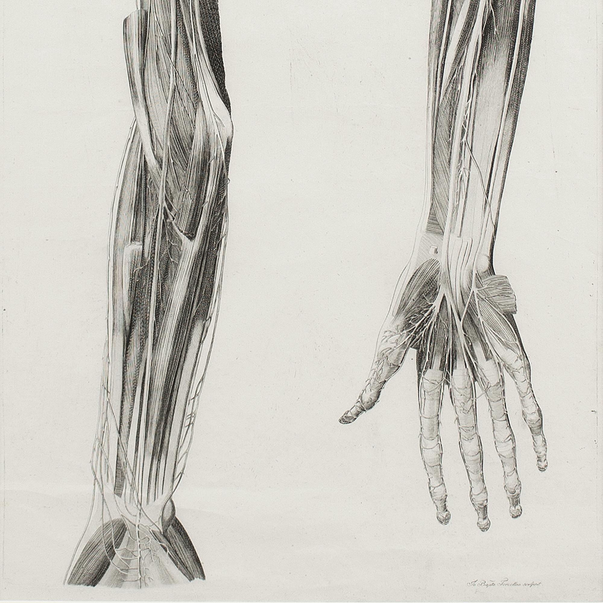Leopoldo Marco Antonio Caldani, Anatomical Engraving, Icones Anatomicae 1