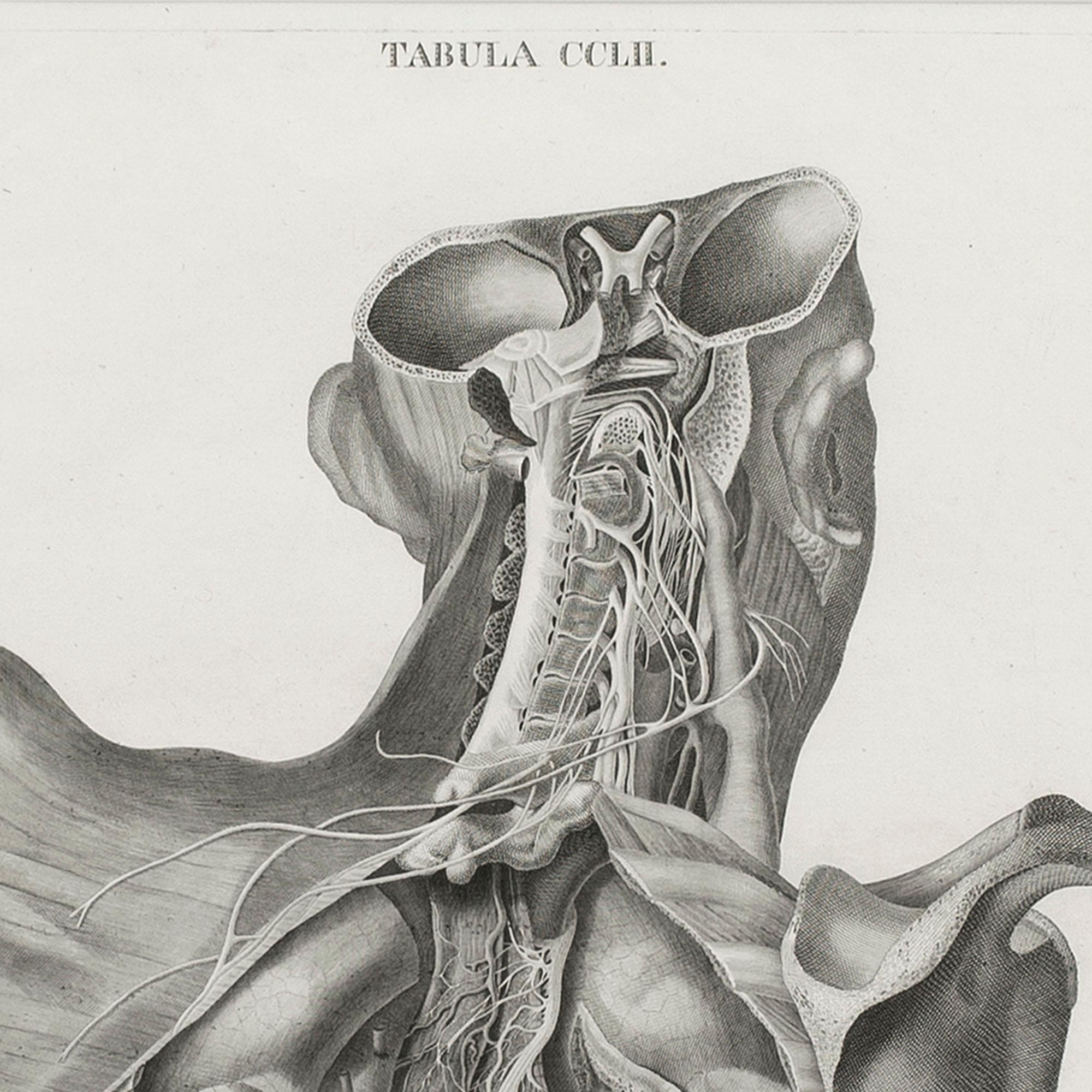 Leopoldo Marco Antonio Caldani, Anatomical Engraving, Icones Anatomicae 2