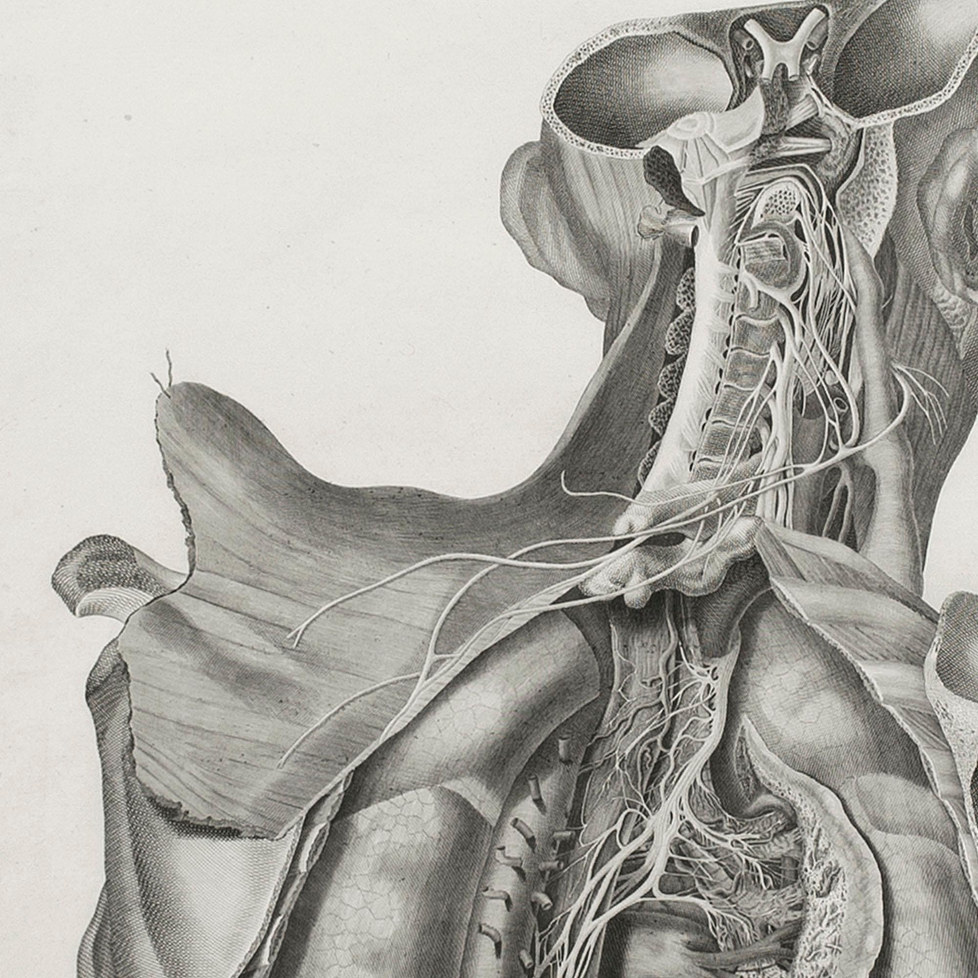 Leopoldo Marco Antonio Caldani, Anatomical Engraving, Icones Anatomicae 3