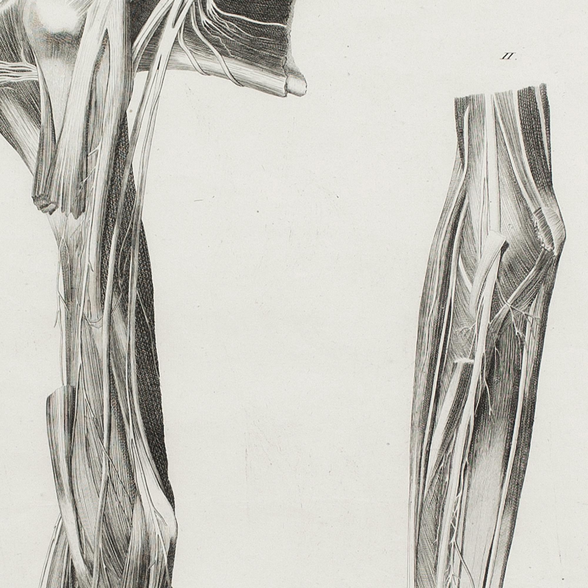 Leopoldo Marco Antonio Caldani, Anatomical Engraving, Icones Anatomicae 4