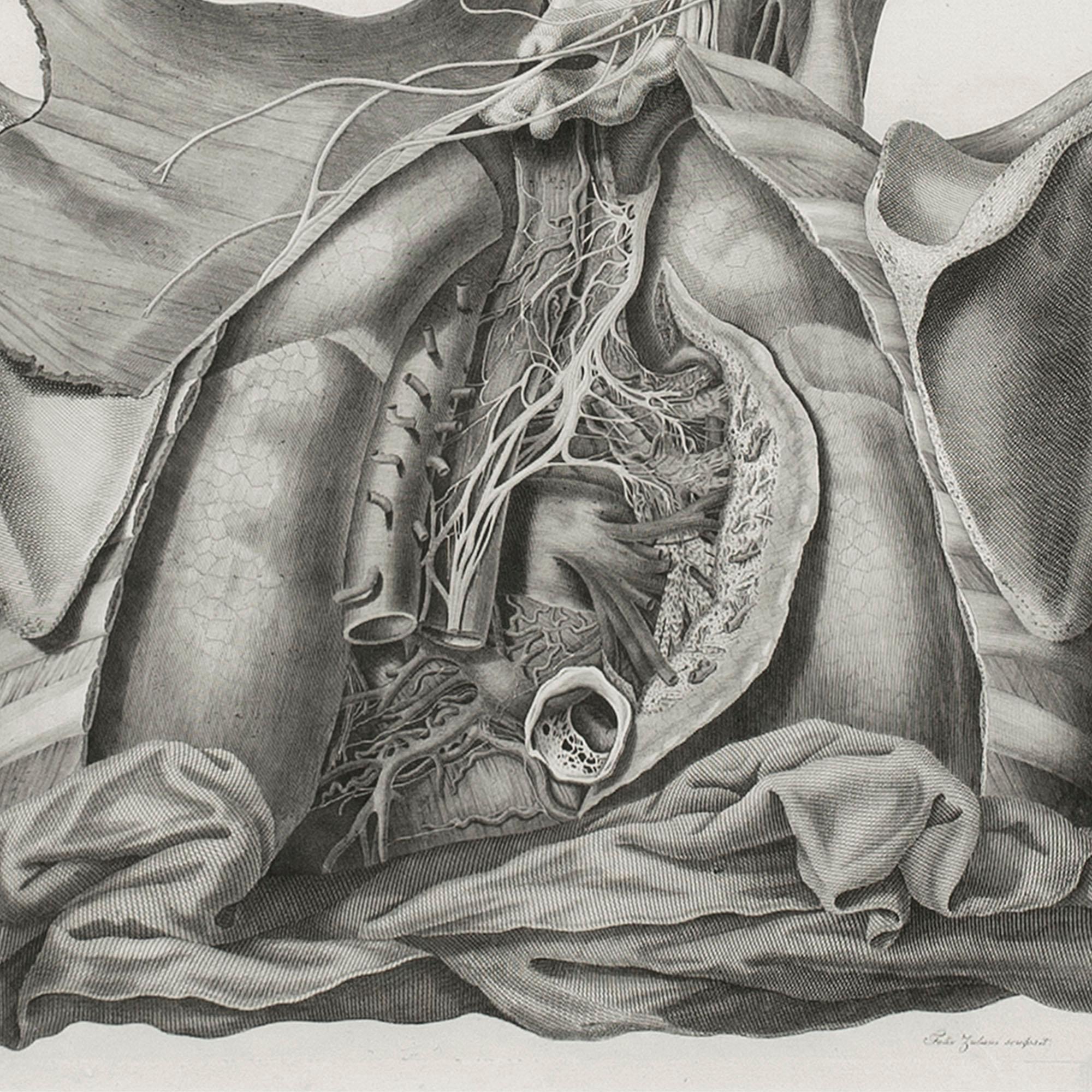 Leopoldo Marco Antonio Caldani, Anatomical Engraving, Icones Anatomicae 4