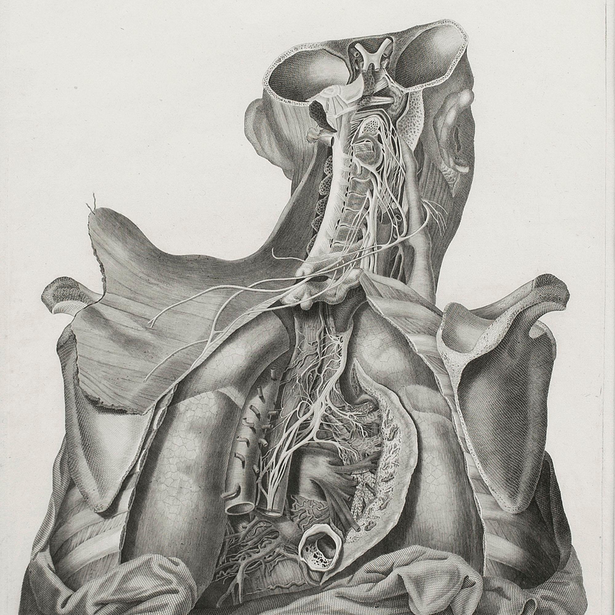 Leopoldo Marco Antonio Caldani, Anatomical Engraving, Icones Anatomicae 5