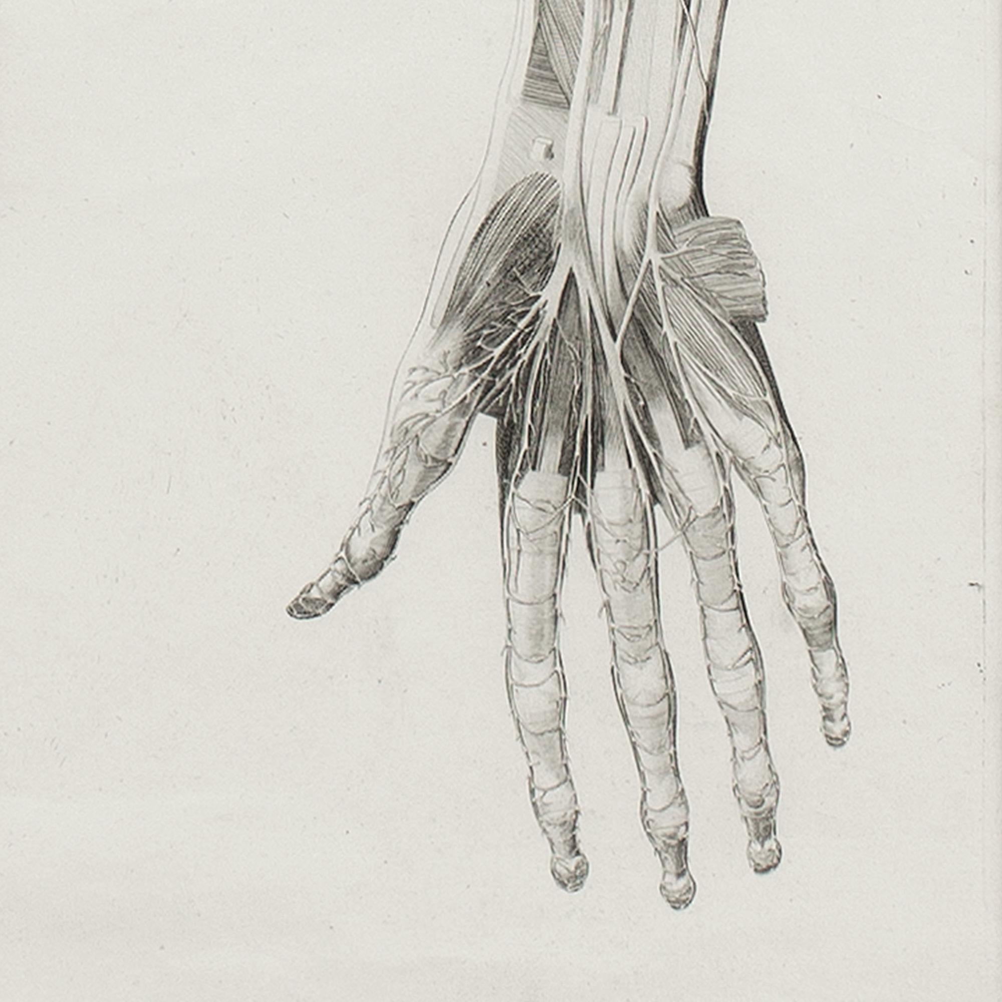 Leopoldo Marco Antonio Caldani, Anatomical Engraving, Icones Anatomicae 6