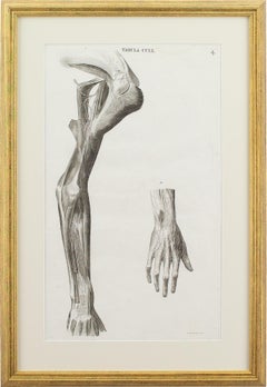 Leopoldo Marco Antonio Caldani, Anatomical Engraving, Icones Anatomicae