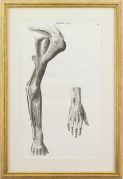 Leopoldo Marco Antonio Caldani, Incisione anatomica, Icones Anatomicae