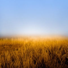 Horizon Fields 5 (foto di paesaggio minimale con cielo blu e campo di grano dorato)