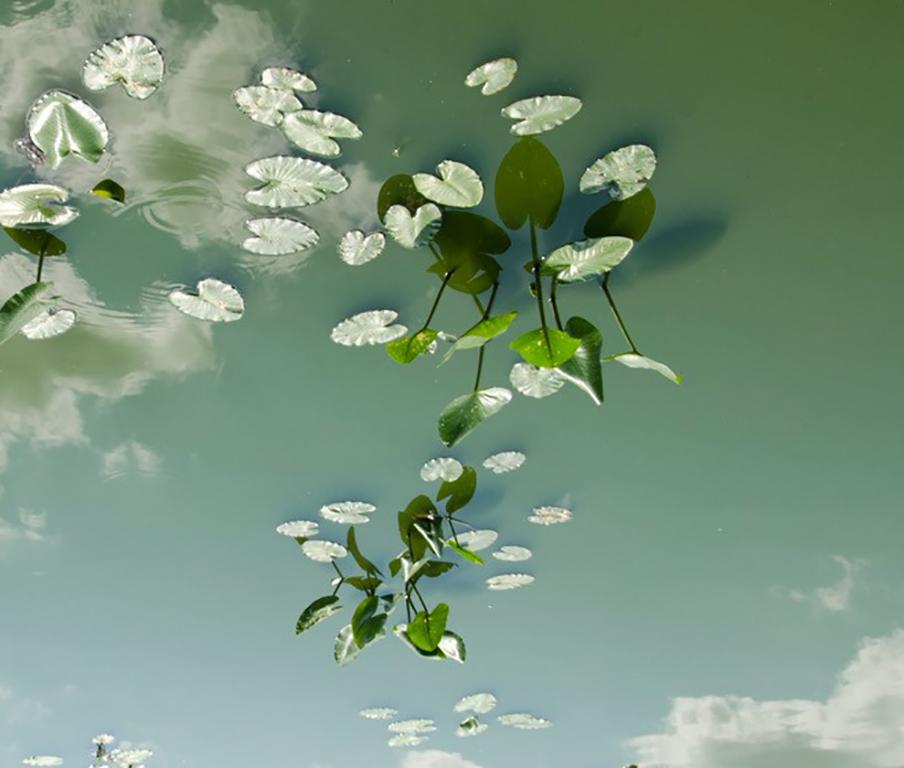 Horizon Fields LXIII (Landscape Photo of Sky Reflected in Water with Lilypads) - Contemporary Photograph by Lependorf and Shire