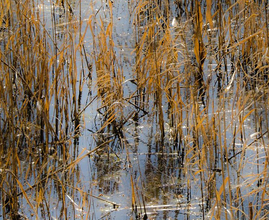 Horizon Fields LXIV (Abstract Vertical Landscape Photo of Golden Reeds in Water) - Photograph by Lependorf and Shire