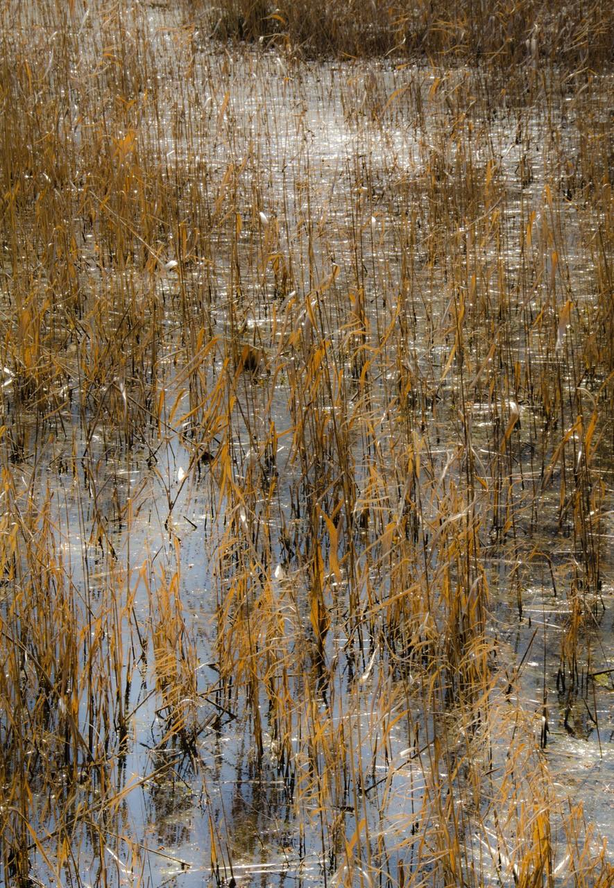 Lependorf and Shire Landscape Photograph - Horizon Fields LXIV (Abstract Vertical Landscape Photo of Golden Reeds in Water)