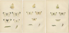 Lepidoptera Lifecycle: A Triptych of Transformation, 1890