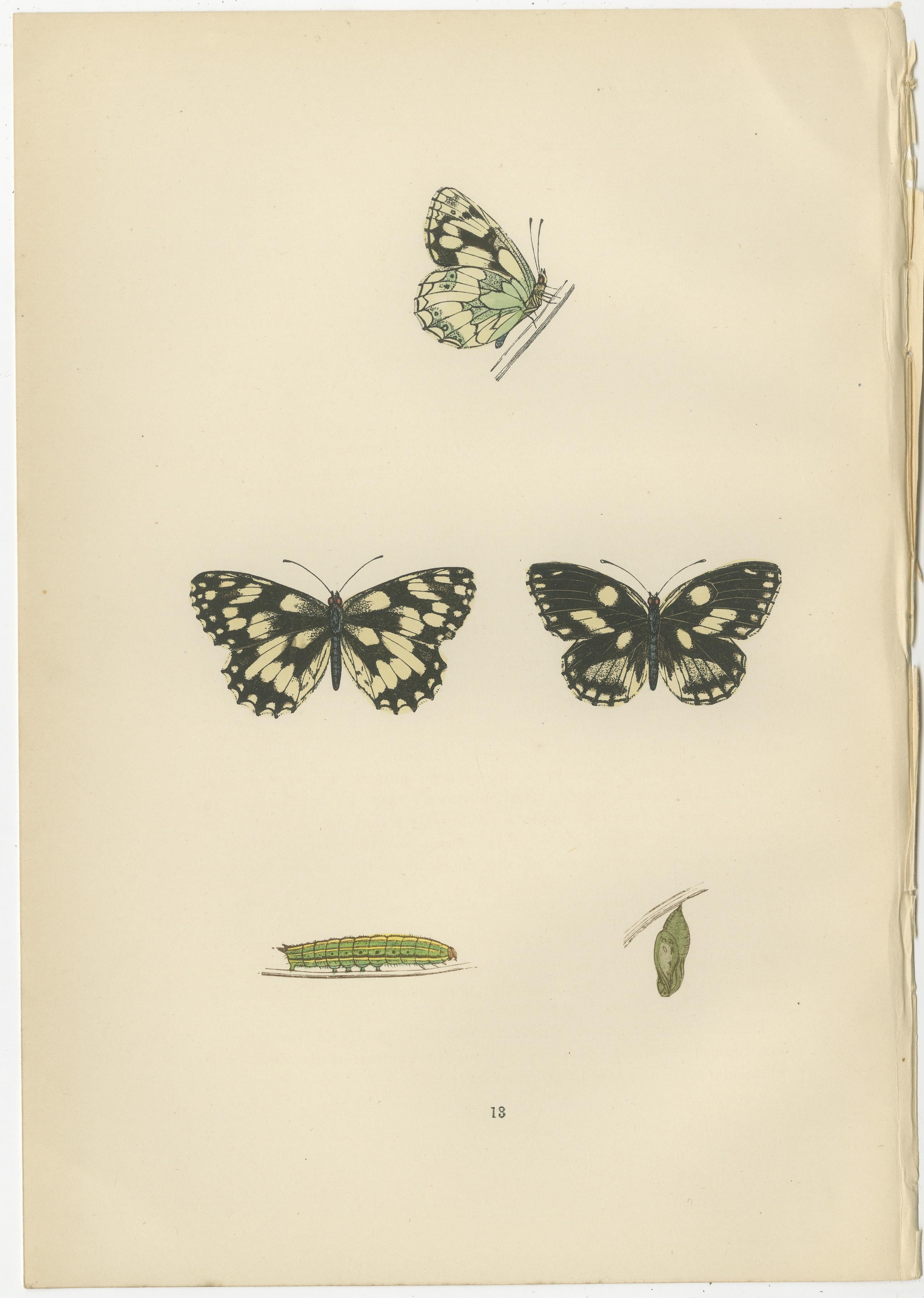 Lepidoptera Lifecycle: A Triptych of Transformation, 1890 In Good Condition For Sale In Langweer, NL