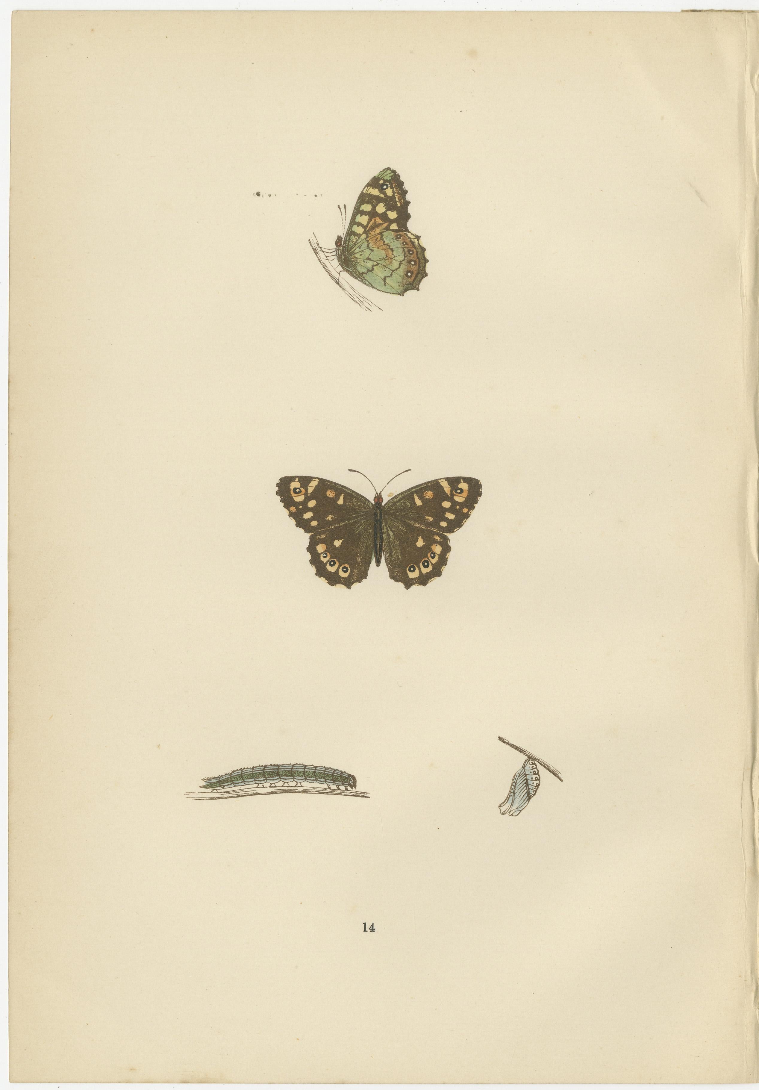 Late 19th Century Lepidoptera Lifecycle: A Triptych of Transformation, 1890 For Sale