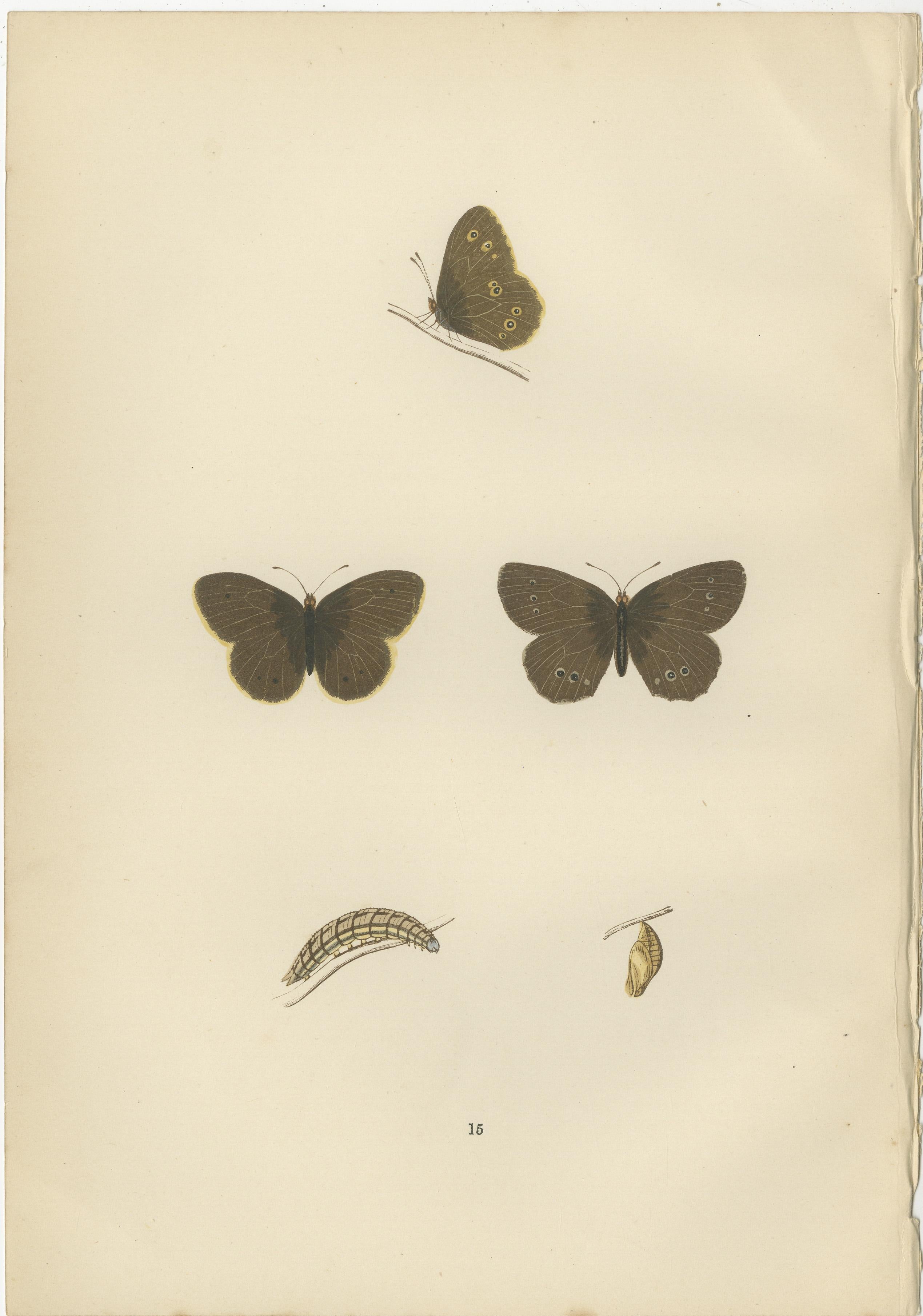 Paper Lepidoptera Lifecycle: A Triptych of Transformation, 1890 For Sale