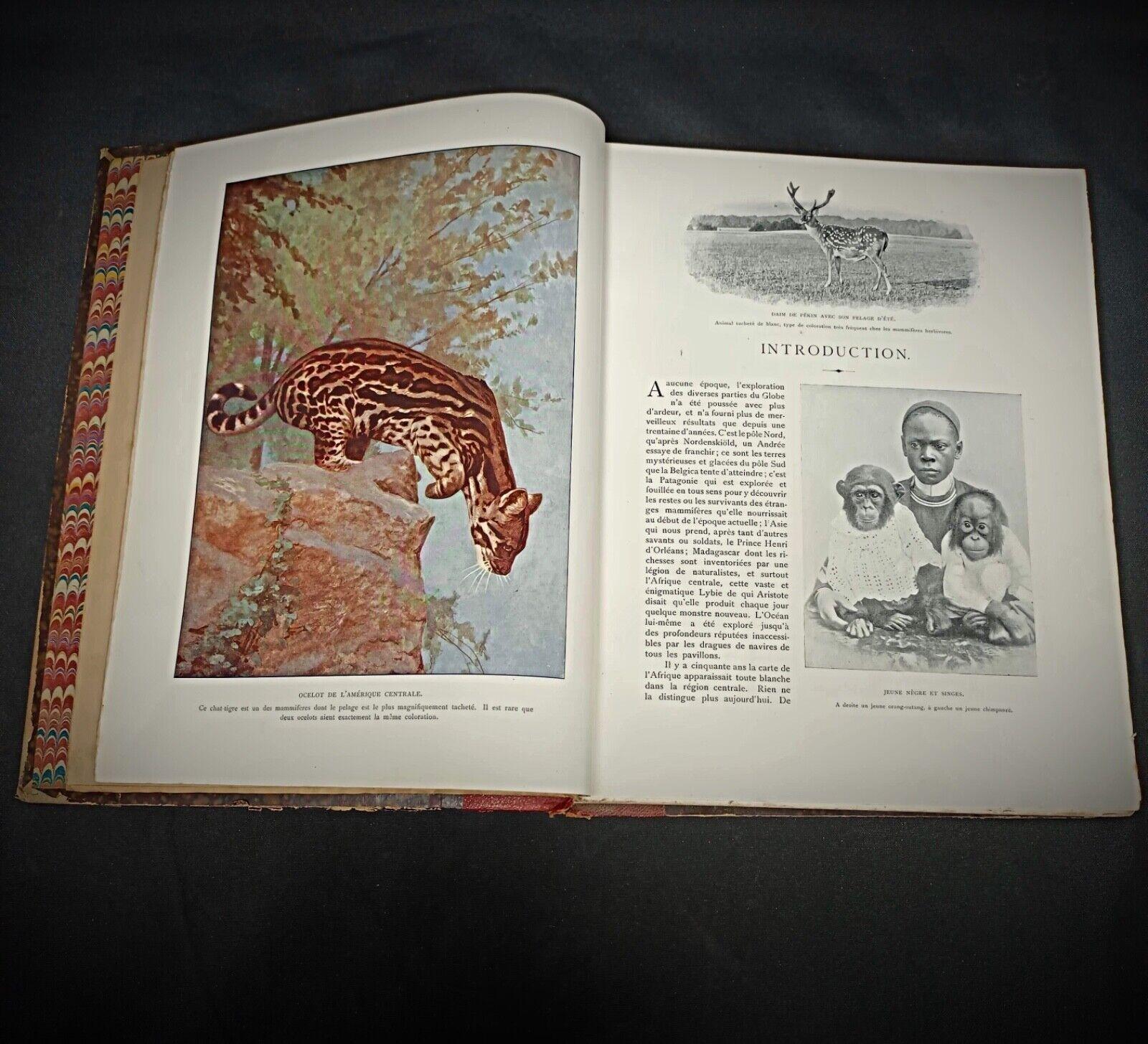 Stile impero Les Animaux Vivants du Monde: Tomo 1 - Mammiferi di Charles J. Charles Cornish - 2Y151 in vendita