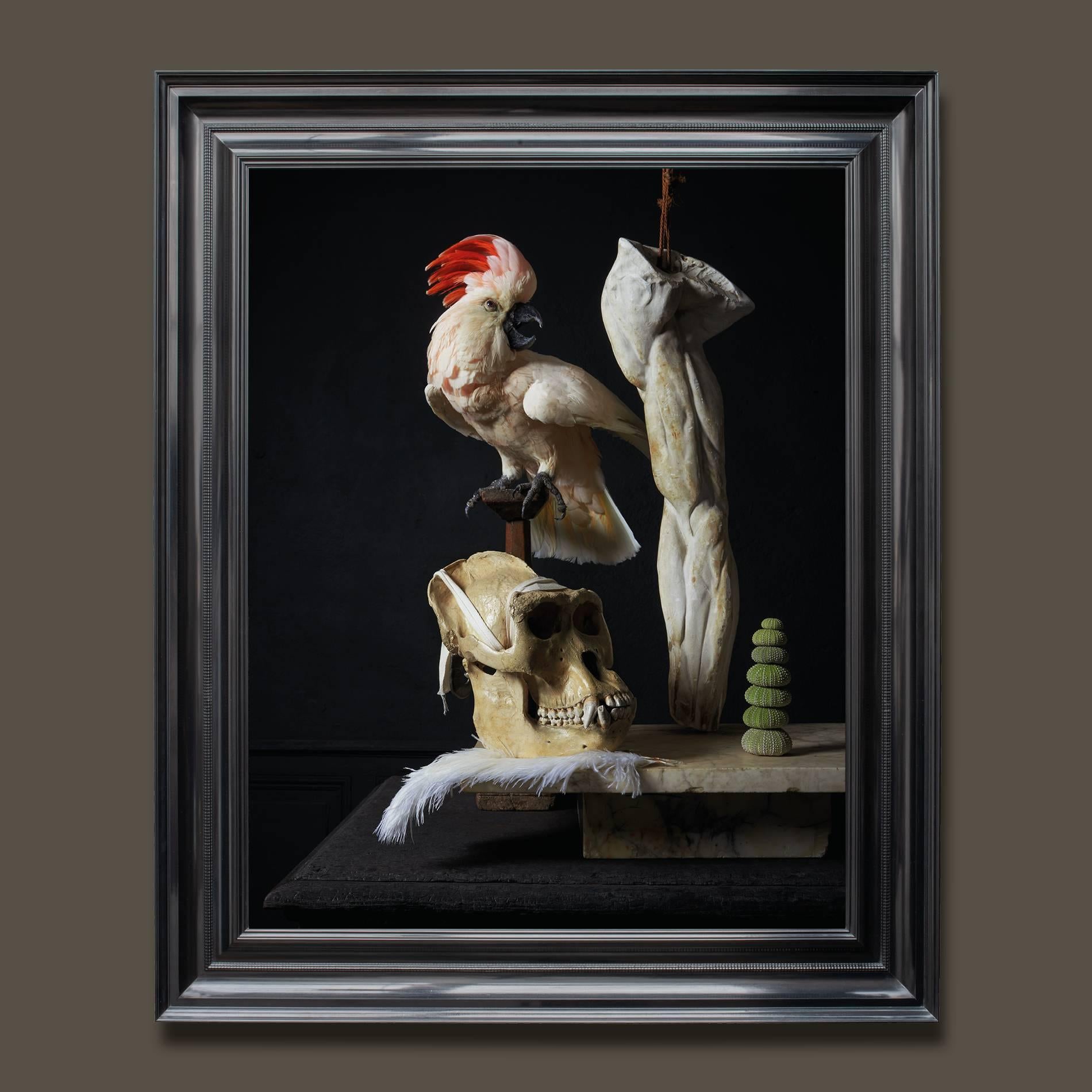 The third series of photographs by Fine Taxidermists Sinke & Van Tongeren

After observing and analyzing so many 17th century paintings, they were inspired to create a new series of work focused on still life masterpieces. They chose photography as