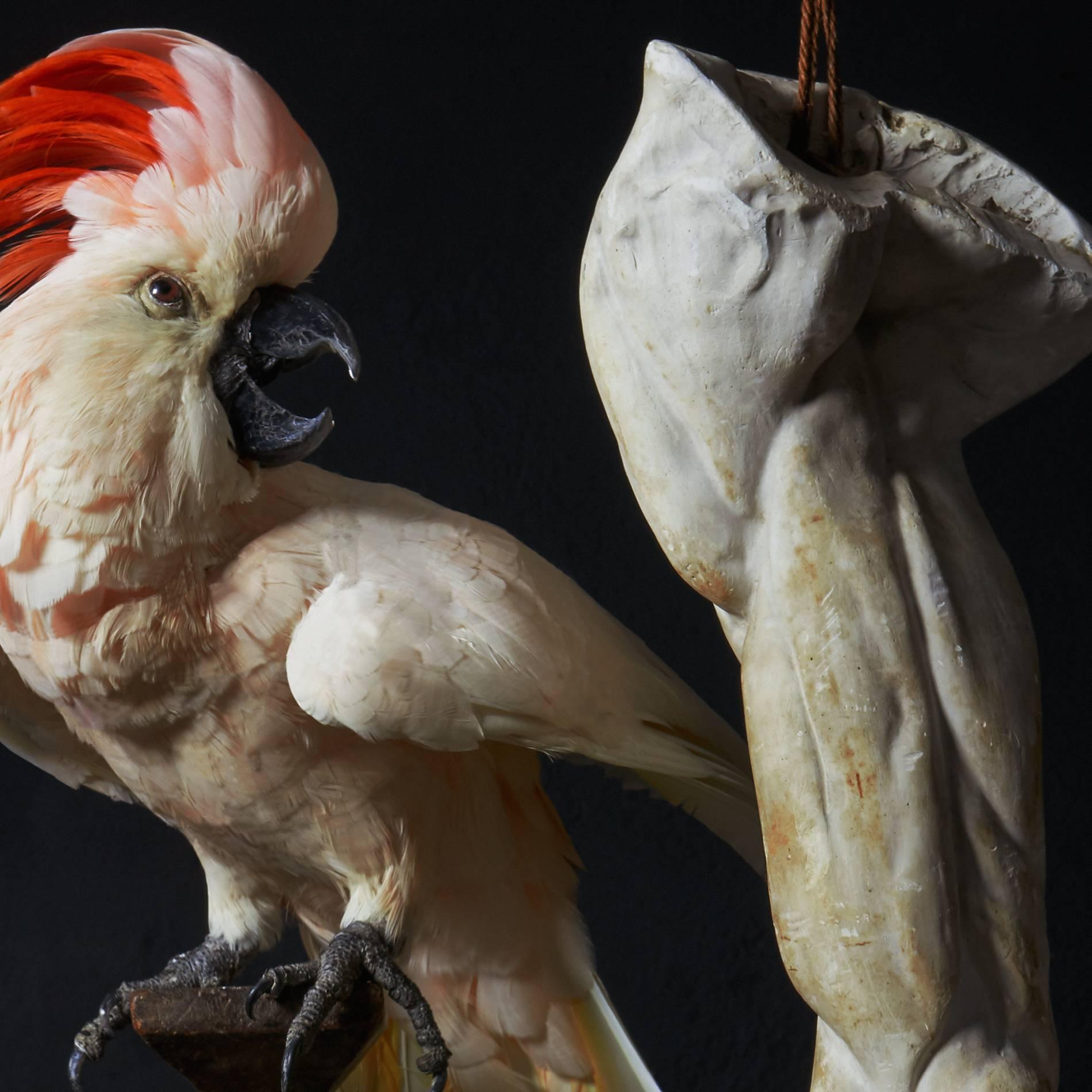 Renaissance Les Peintures des Taxidermistes' No. 3, Impression d'art Photo par Sinke & Van Tongeren en vente