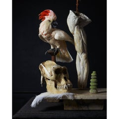 Antique ‘Les Peintures des Taxidermistes’ No. 3, Art Print Photo by Sinke & Van Tongeren