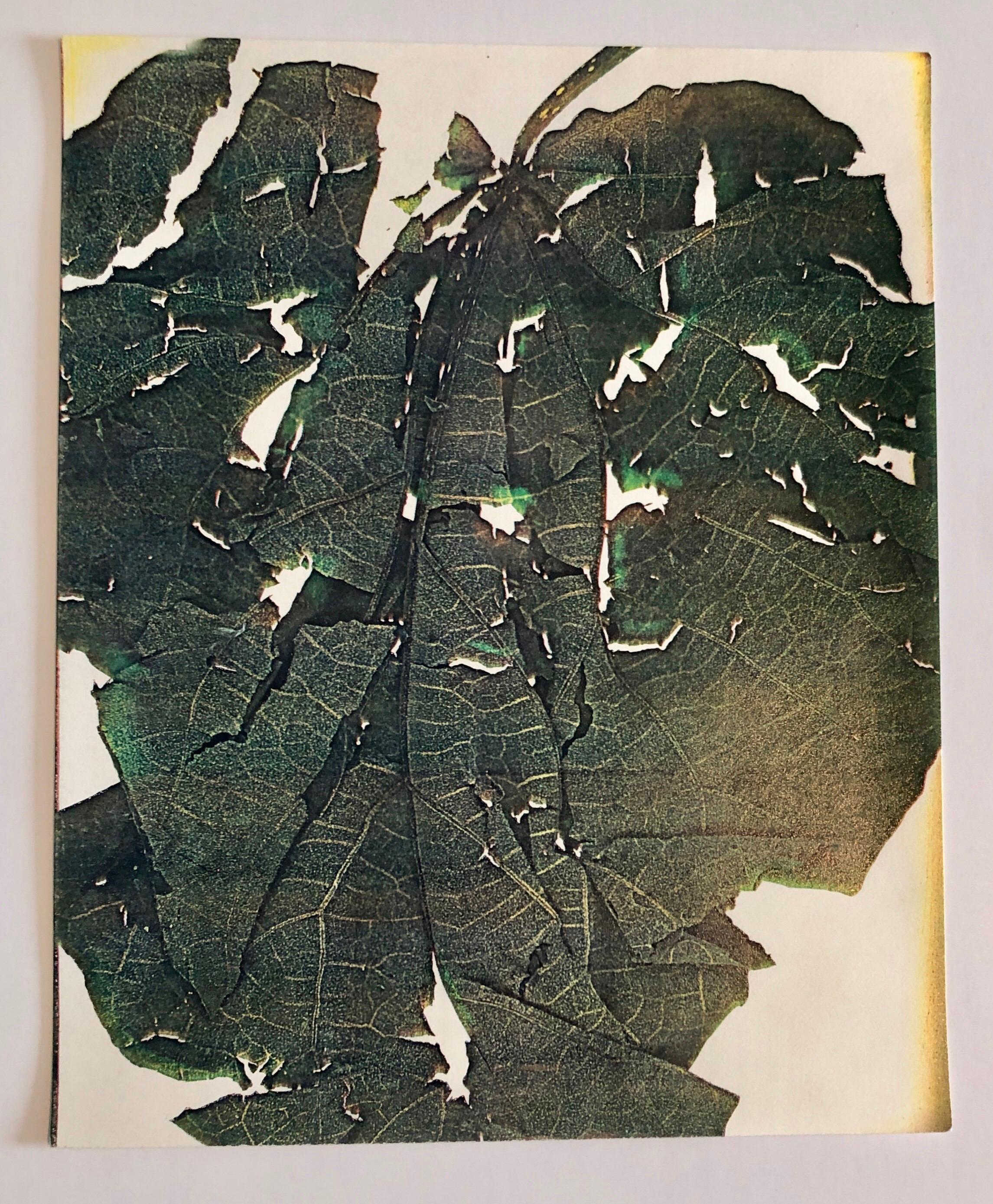 Photographie couleur Copier Print Museum Collected Art Xerography Seasons 1981 - Noir Still-Life Print par Leslie Schiff