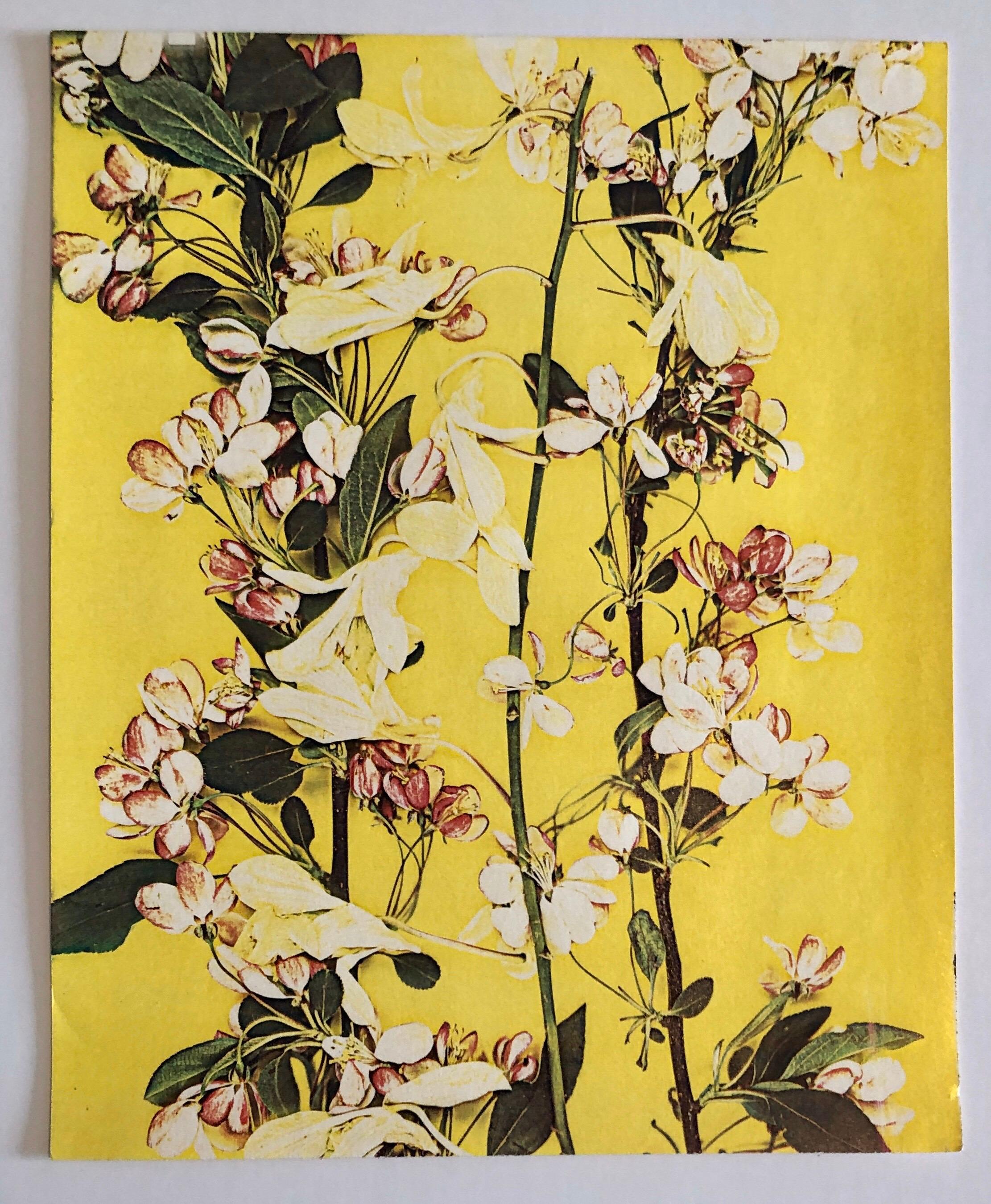 SEASONS (1981)
Il s'agit de l'impression unique listée ici (pas la pochette extérieure ou la feuille de titre). (pas le dossier extérieur ou la feuille de titre)
Titre : Fleurs. Celle-ci n'est pas signée à la main alors que les autres œuvres du