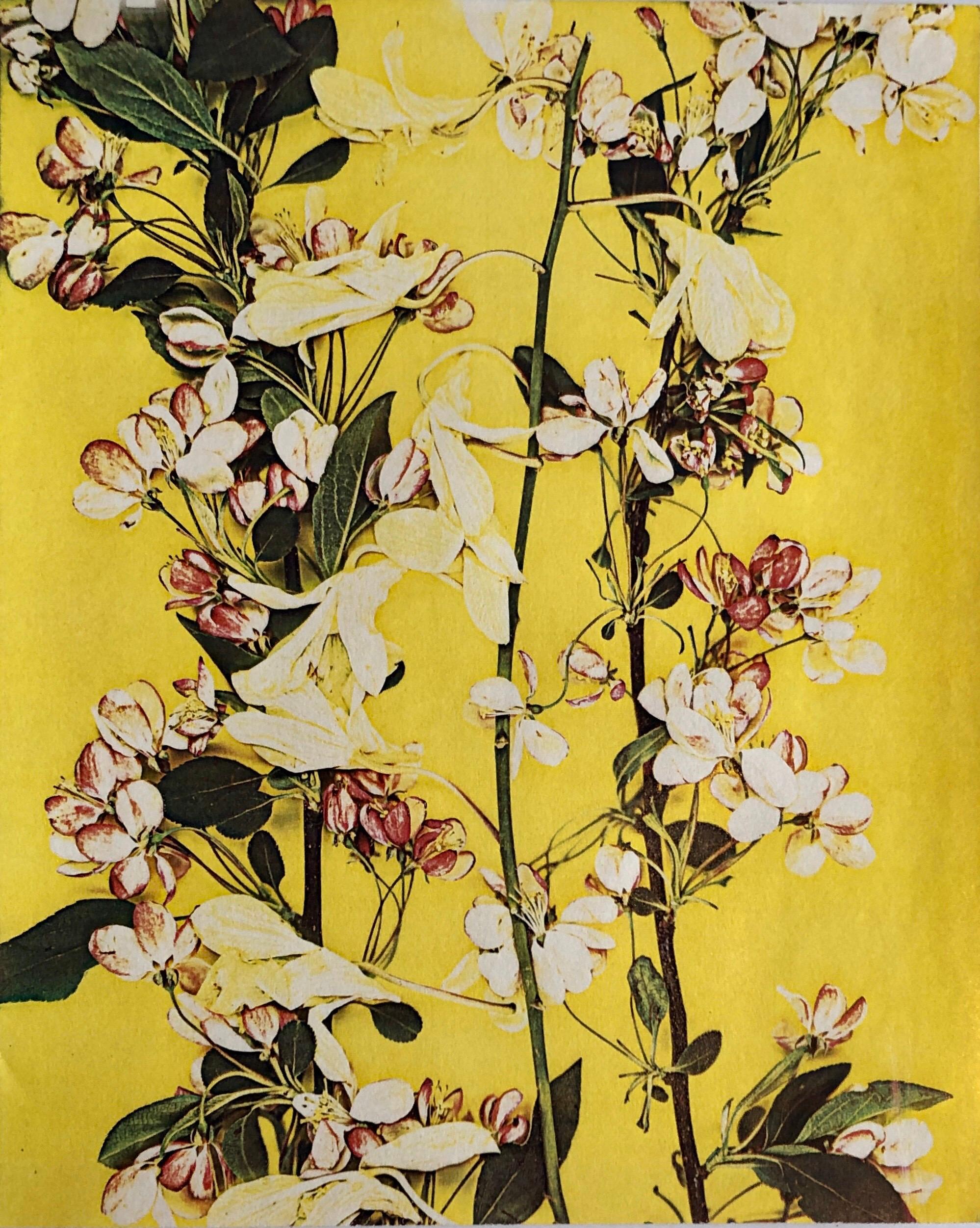 Color Photograph Leslie Schiff - Photographie couleur Copier Print Museum Collected Art Xerography Seasons 1981