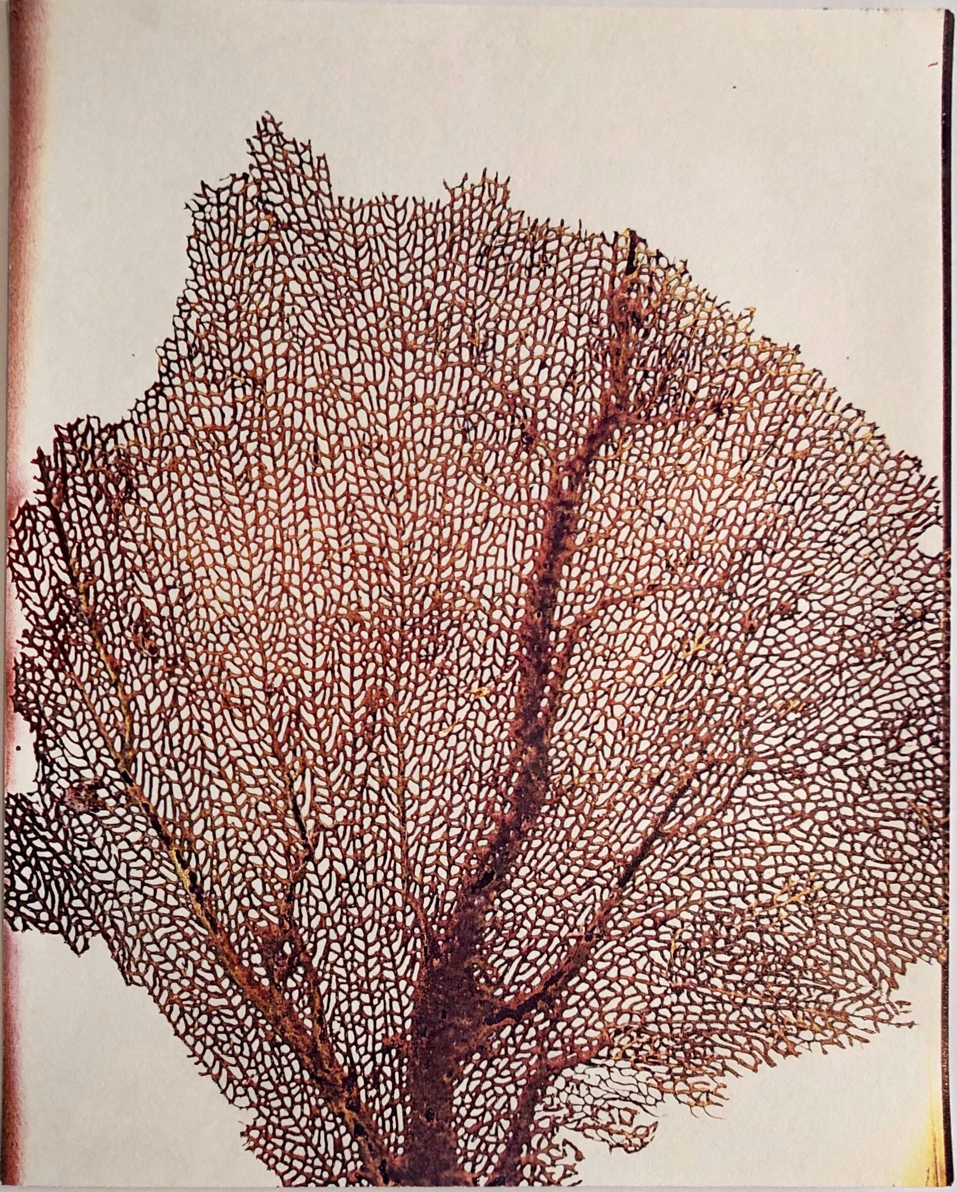 Color Photograph Leslie Schiff - Photographie couleur Copier Print Museum Collected Art Xerography Seasons 1981