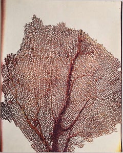 Photographie couleur Copier Print Museum Collected Art Xerography Seasons 1981